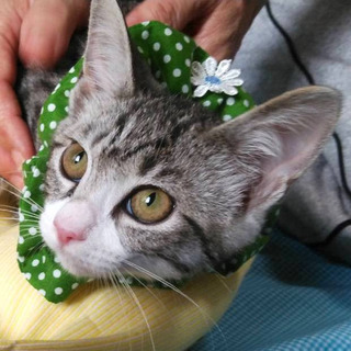 人馴れ抜群甘えっ子の男の子４か月