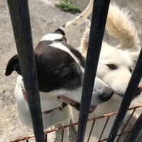 キャプ