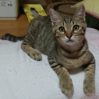 おっとりでも遊びはハッスルな男の子４か月