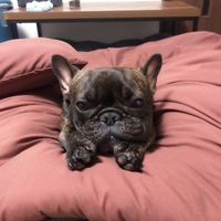 めんま