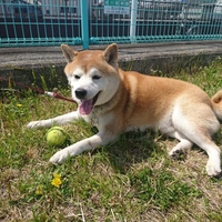 ゼン