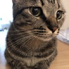 ネコのホタル