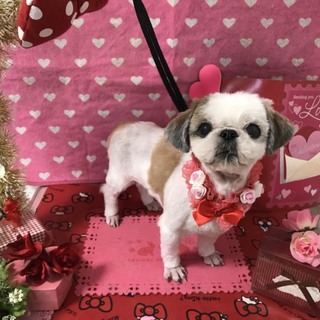 シーズー里親募集（純血）