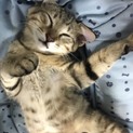 子猫の里親募集中