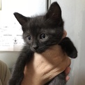 【黒猫オス】生後2ヶ月の保護猫・仲良し三兄弟