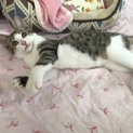 子猫の里親募集中