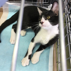 小牧だよ！ネコの譲渡会