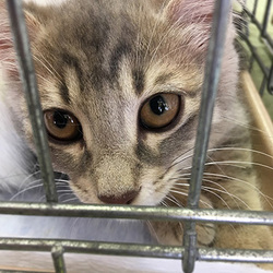 ココデだよ！春日井さくら猫の会