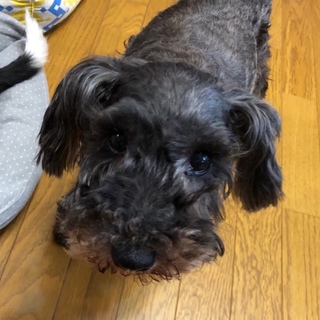ミニチュア シュナウザー 黒 を含む 犬の里親募集情報 ペットのおうち 月間利用者150万人 ミニチュア シュナウザー 黒 を含む 犬の里親募集情報 ペットのおうち 月間利用者150万人