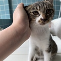 3ヶ月男の子やんちゃな子猫くん