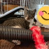3ヶ月男の子やんちゃな子猫くん サムネイル5