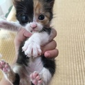 急募！ベビー三毛猫♀