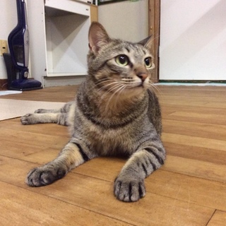 初対面でもスリスリの大人猫さん