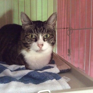 控えめだけど甘えん坊、大人猫の小春ちゃん