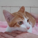 里親決定。子猫ピーチ君ワクチン済