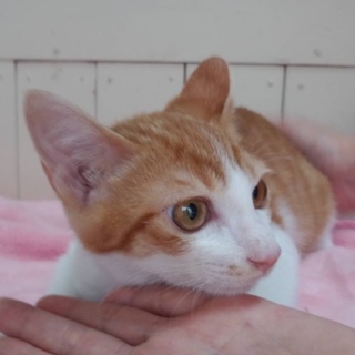 里親決定。子猫ピーチ君ワクチン済