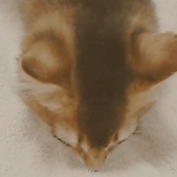 バスタオルから脱出したうちのソマリです