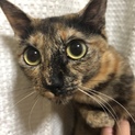 サビ柄ちゃん