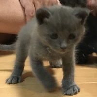 なな