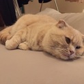 スコティッシュフォールドの男の子です