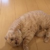 スコティッシュフォールドの男の子です サムネイル4