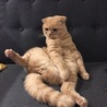 スコティッシュフォールドの男の子です サムネイル5