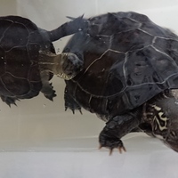 ミッシェル♀とサニー♂