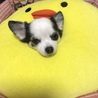 の写真
