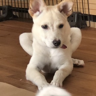 子犬ちゃんの家族を探しています