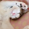 かぐちこ