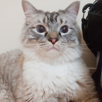 ムタ