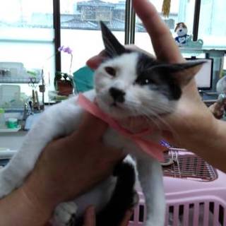 白黒子猫　里親決定!!