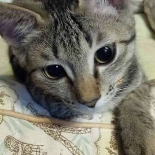 甘えたな女の子 キジ柄美猫ちゃん