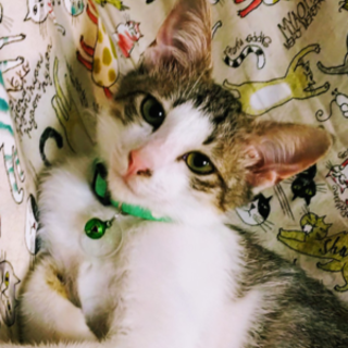 マンガの美少年のようなゴマくん♂