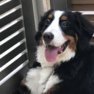 バーニーズマウンテンドック女の子7ヵ月