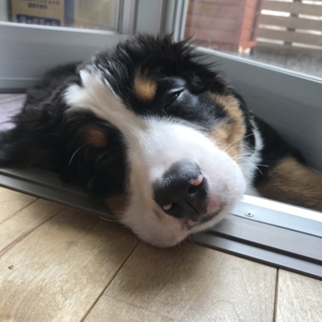 ziguwagu のカバー写真