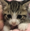 生後5週目お目目がクリクリ！サリーちゃん