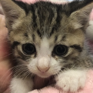 生後5週目お目目がクリクリ！サリーちゃん