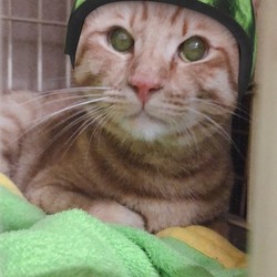 「Julia　初めての・・・・」サムネイル2