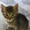 5兄弟① おてんばな黒の仔猫