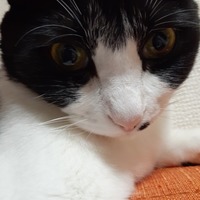 もん