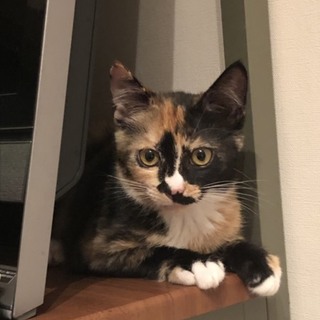 キュートな❣️すももちゃん