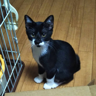 おじさん顔だけどまだ子猫(笑)4ヵ月