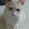 リュシス