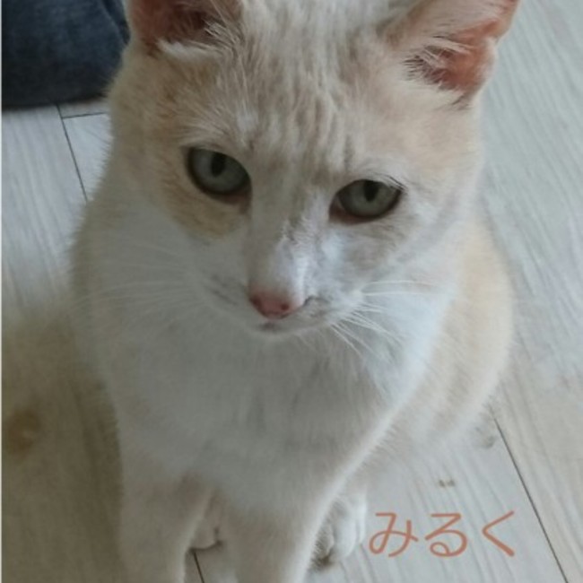 リュシスのカバー写真