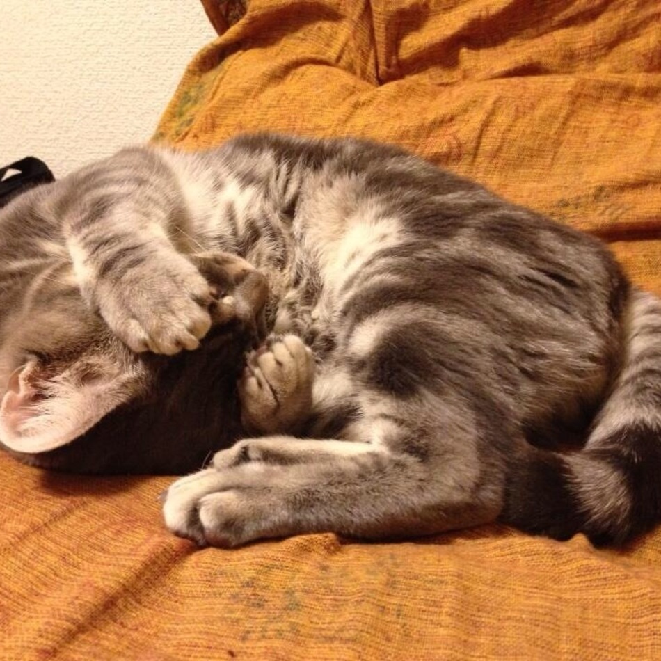 ルルのカバー写真