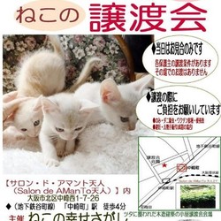 大阪市北区*子猫 &大人ねこの幸せさがし譲渡会