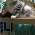 美しい灰縞のフロスティ三毛のモカちゃん　実物は美猫