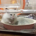 【一時停止】長毛ハムスター クリーム サテン