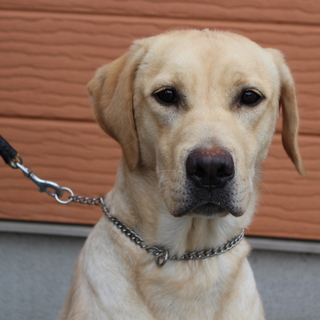 避妊済み1才女の子